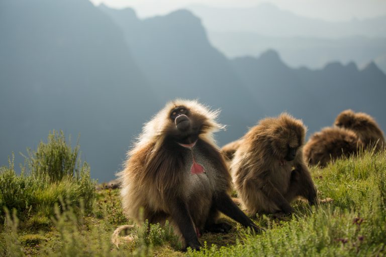 Trekking in search of Ethiopia’s Gelada baboons